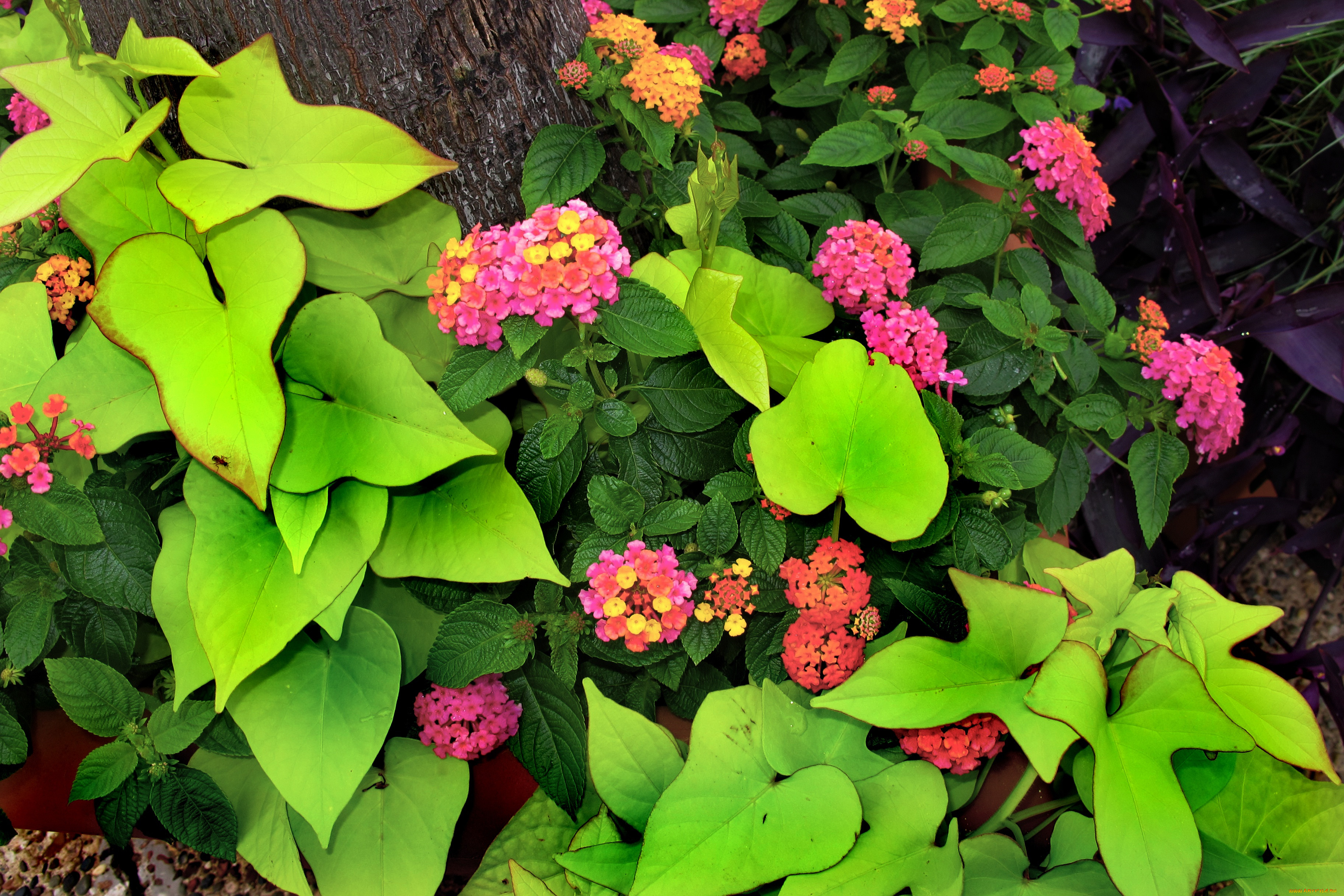 , , , pink, flowers, , , green, leaves